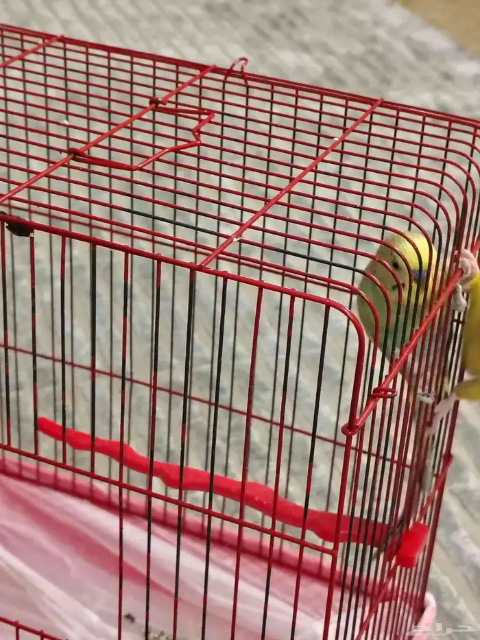 طير حب بادجي 0