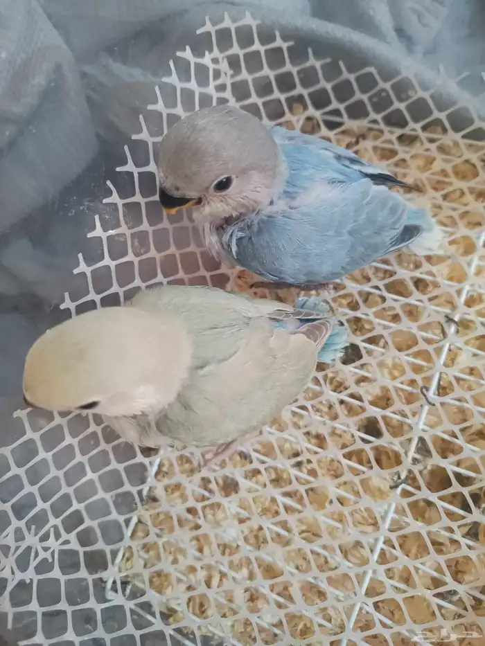 فروخ روز غر أليف 2