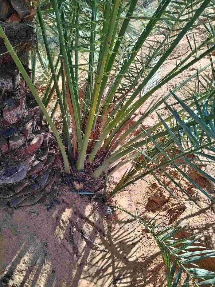 نخل اللقصيم اللبيع 3