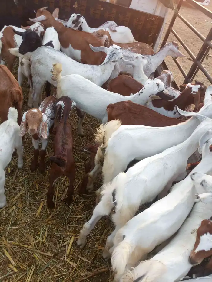 غنم مقاني بلدي العدد 100 اتبع 40 0