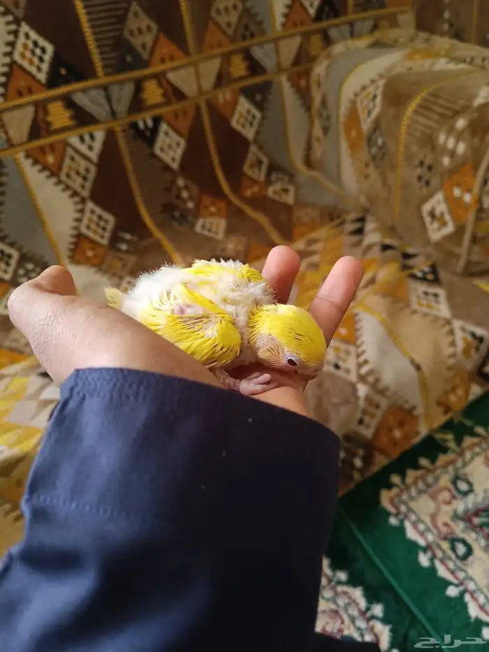 للبيع جوز روز منتج شرط 5