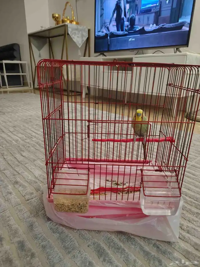 طير حب بادجي 1