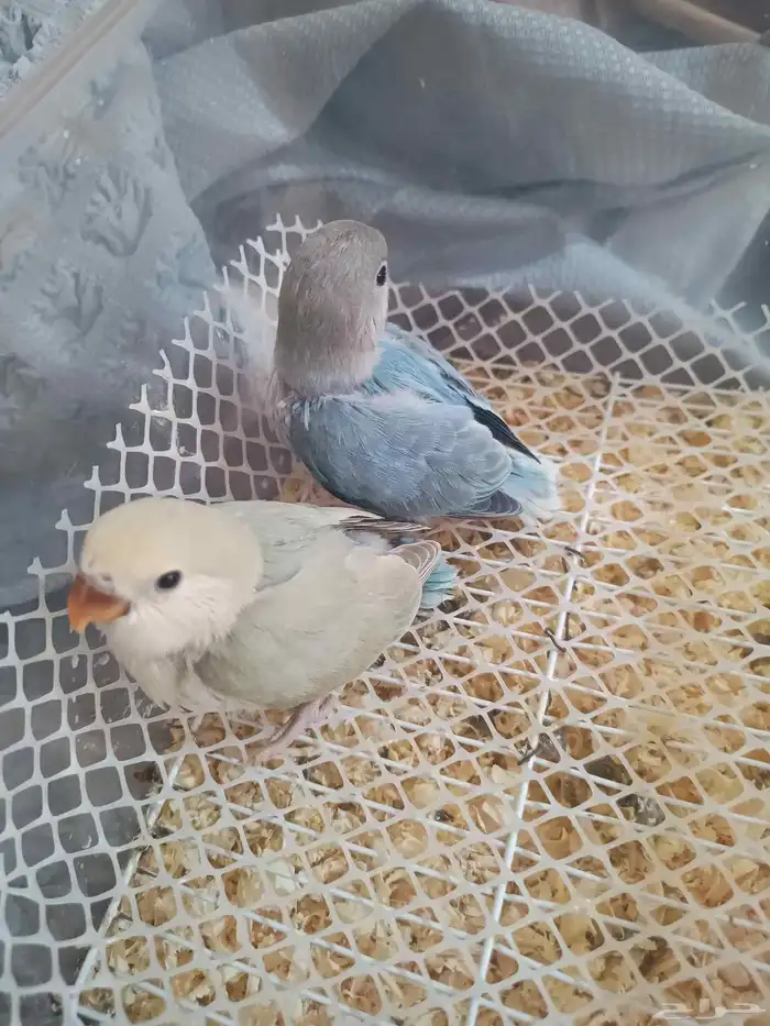 فروخ روز غر أليف 1