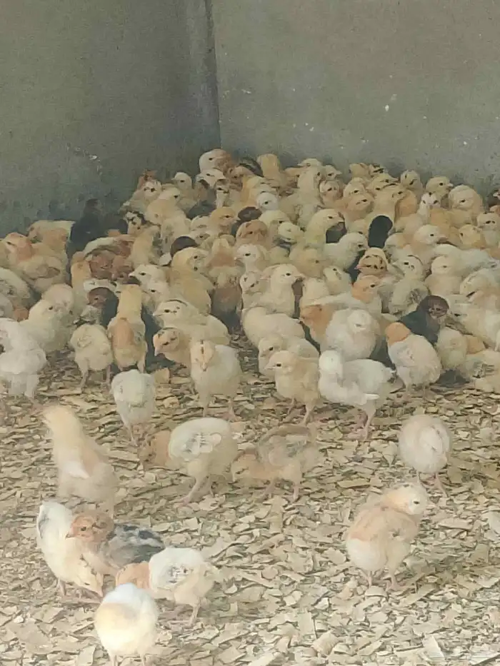 صوص بلدي 5