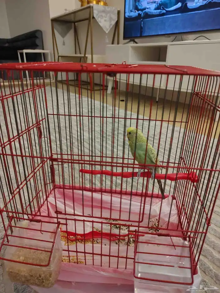 طير حب بادجي 2