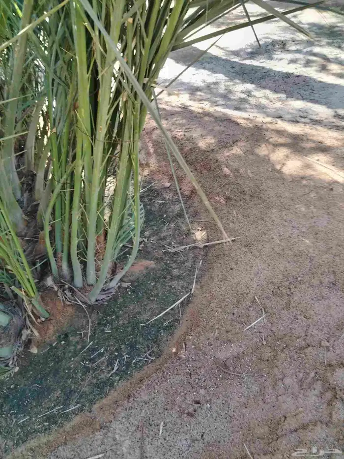 نخل اللقصيم للبيع 3
