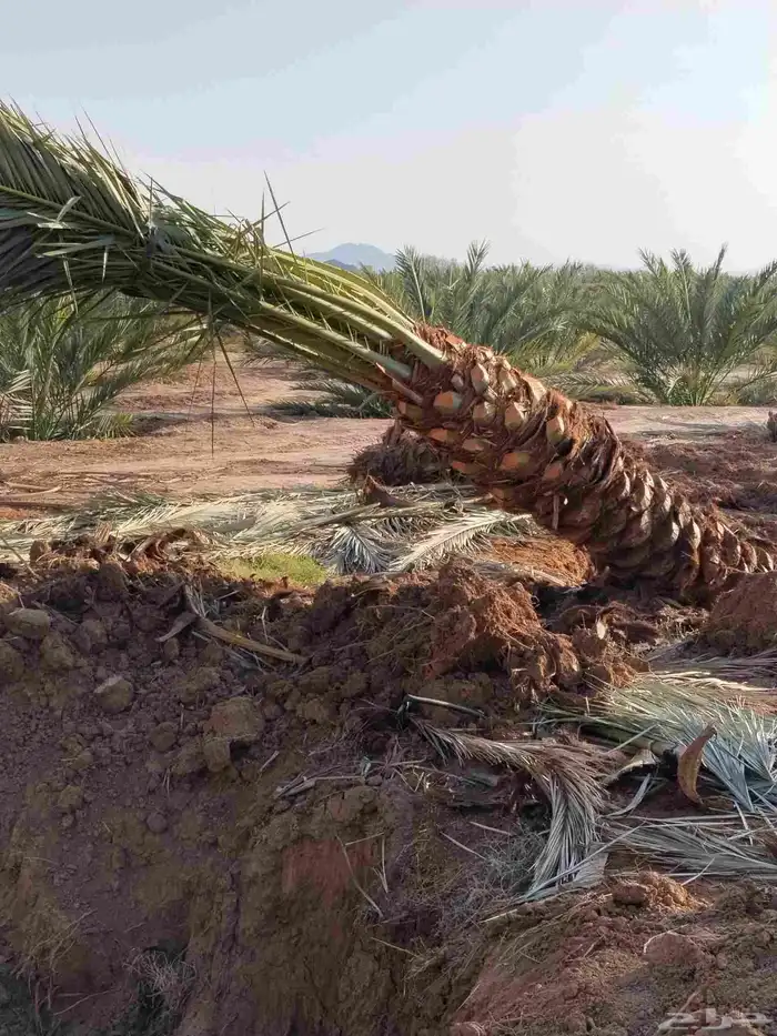 يوجد لديناء جميع انواع الشجار الزيتون المثمر 2