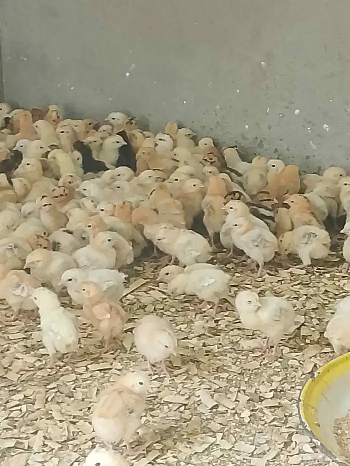 صوص بلدي 1