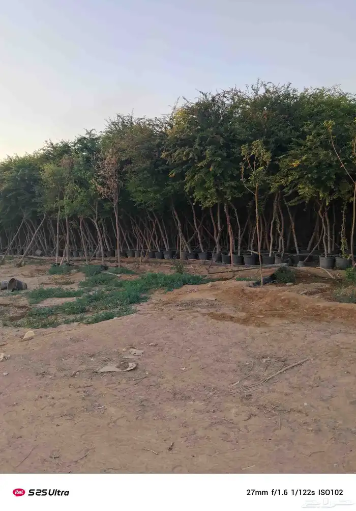 نخل واشنطن زينه درجه اولى وأشجار مختلفة الأنواع 2