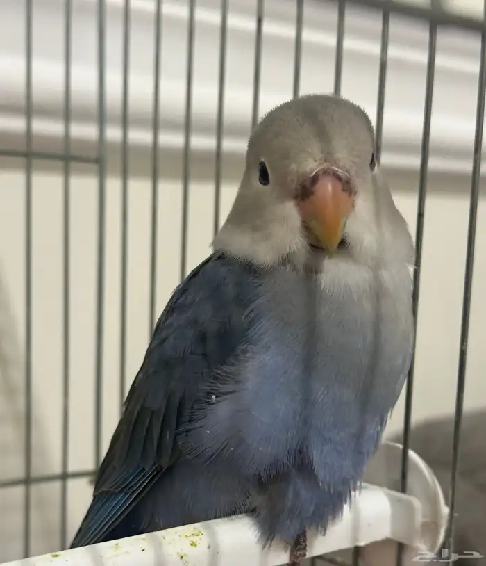 ببغاء روز للبيع 300 ريال 0