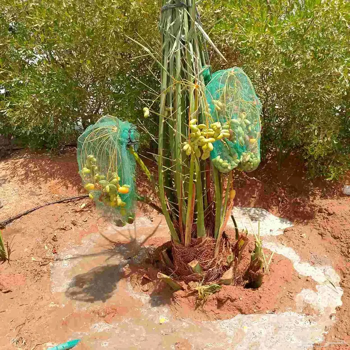 ربايا نخل 3