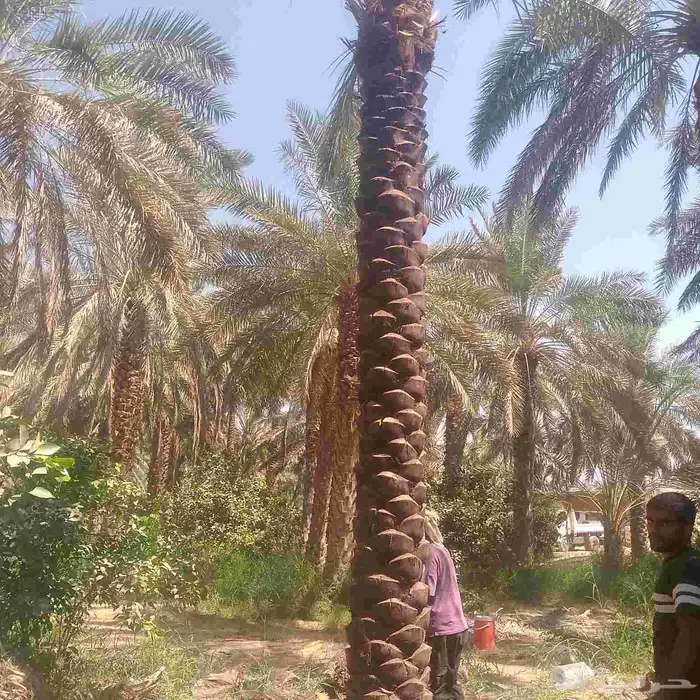 نخليل للبيع 3