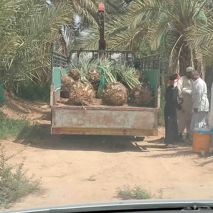 ربايا نخل 1