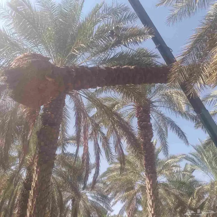 نخليل للبيع 0