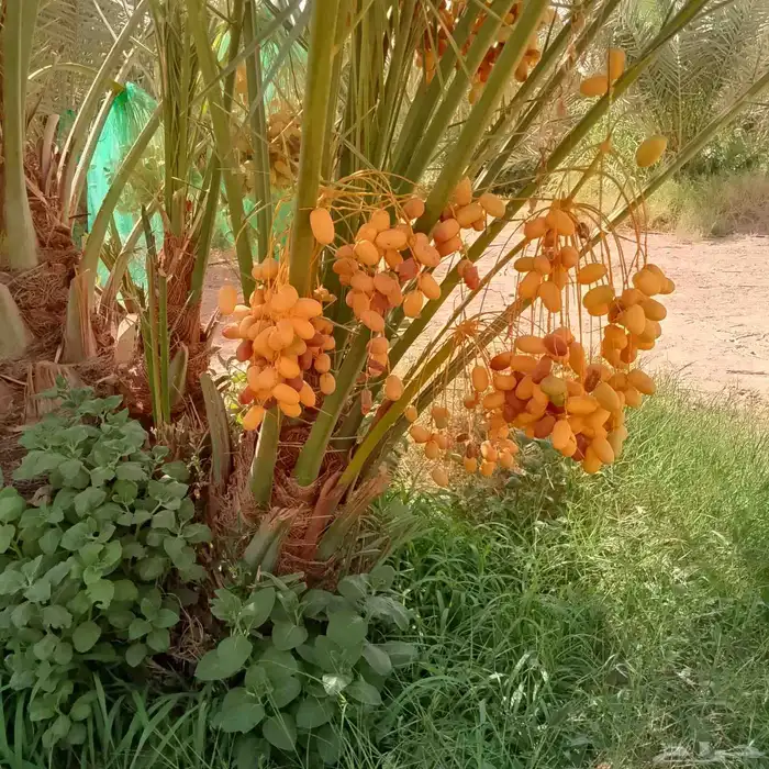 ربايا نخل 4