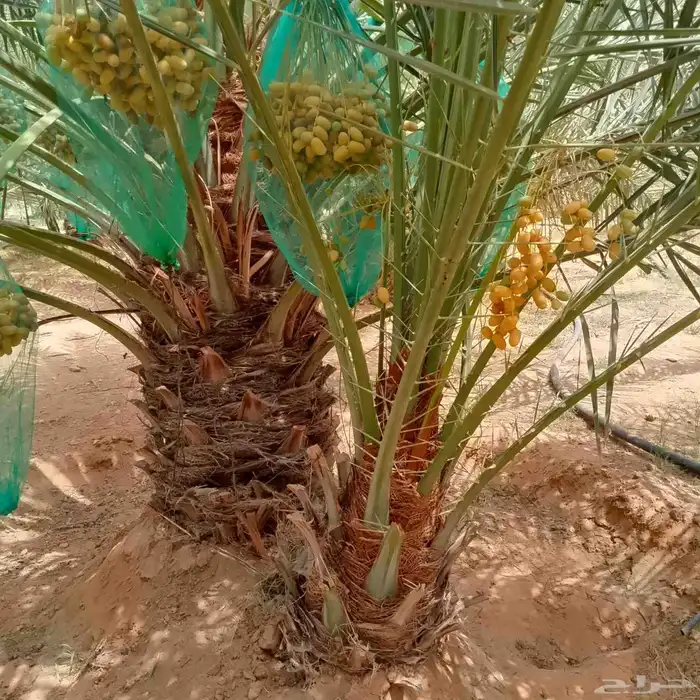 ربايا نخل 7