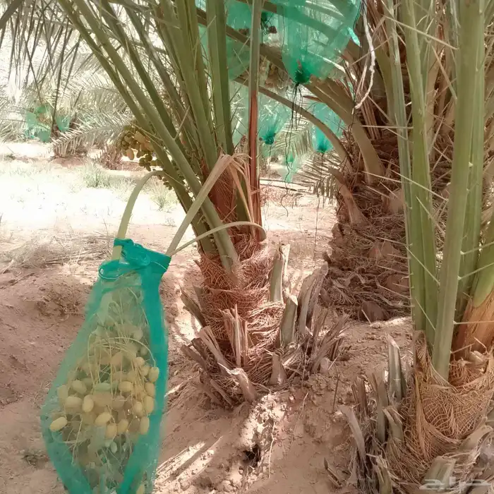 ربايا نخل 2