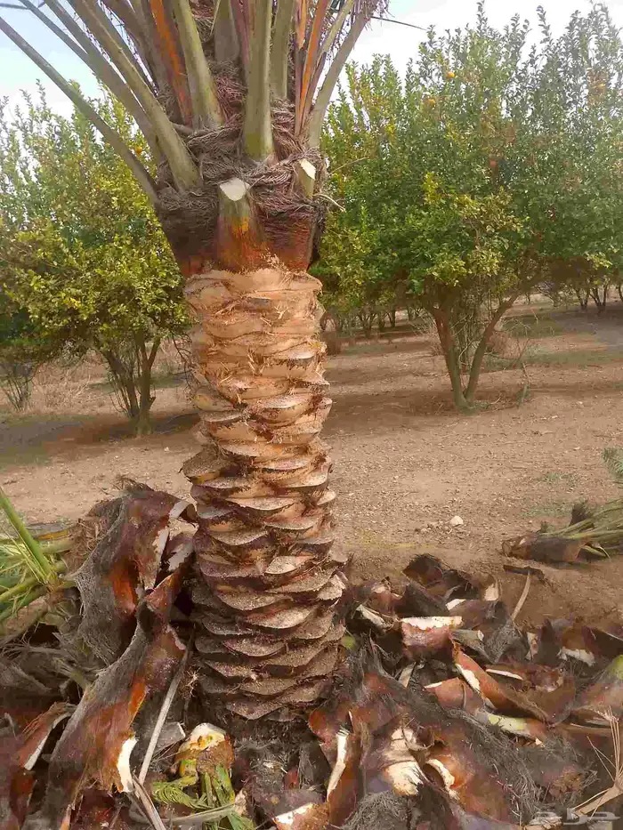 يوجد لدينا عمال نخل 3