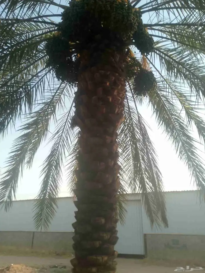 يوجد لدينا عمال نخل 1