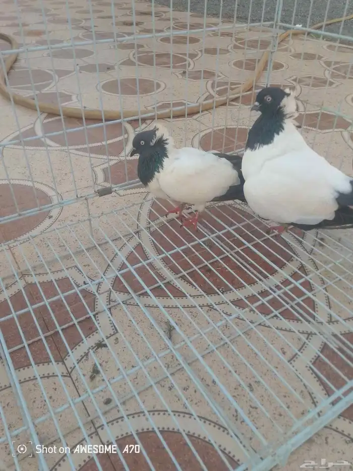 حمام زينه 6