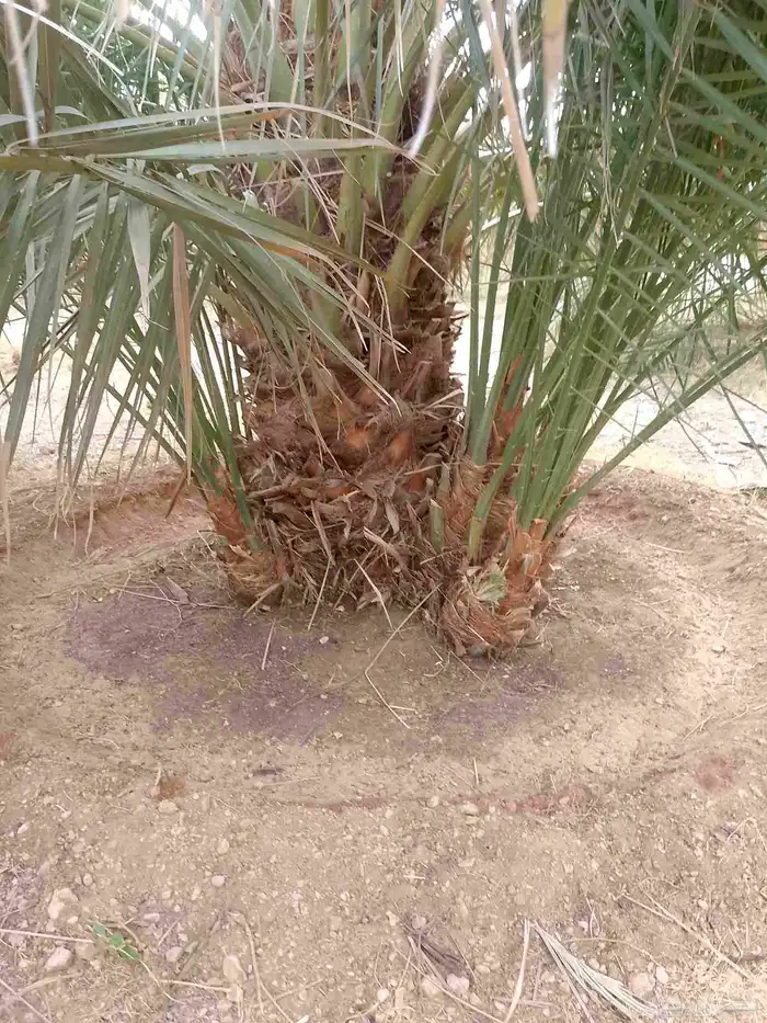 يوجد لدينا عمال نخل 9