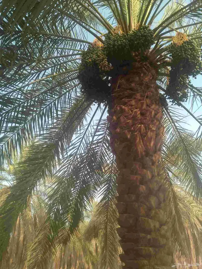 يوجد لدينا عمال نخل 0