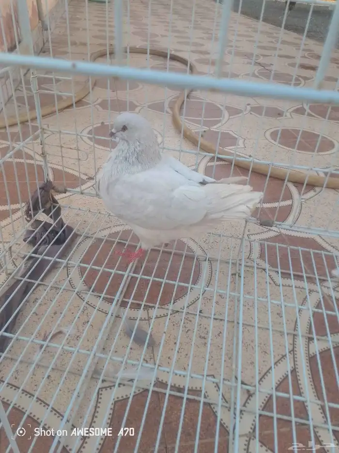 حمام زينه 7