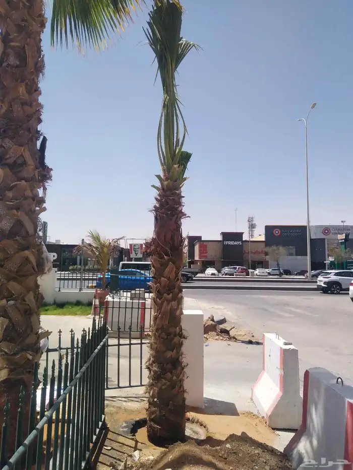 نخل واشنطني ملكي 5