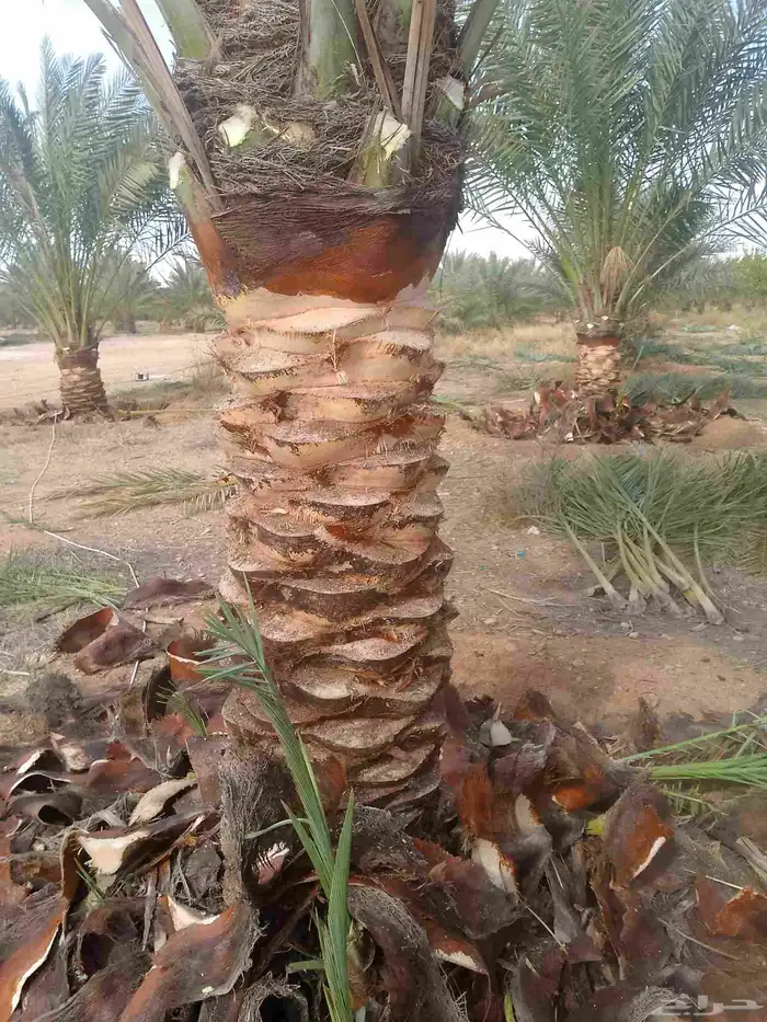 يوجد لدينا عمال نخل 6