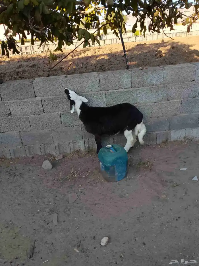 نعرض لكم اليوم خروف ماشاء الله تبارك الله مقفل شحم ولحم 0