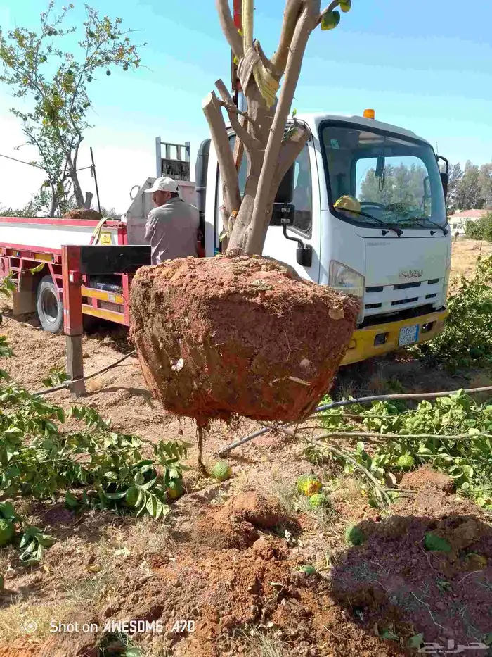 تكريب وقلع وغرز النخل والاشجار وكل شيء يخص الزراعه 0