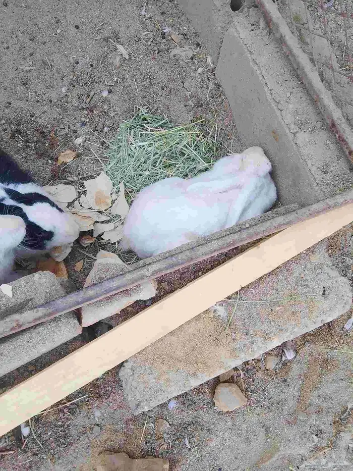 للبيع ارانب دفيع وذكر سليمه 3