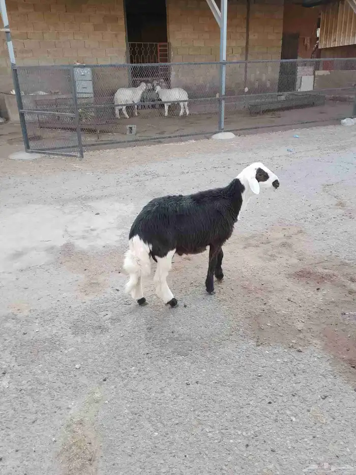 نعرض لكم اليوم خروف ماشاء الله تبارك الله مقفل شحم ولحم 1