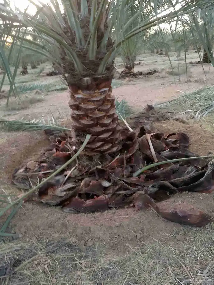 يوجد لدينا عمال نخل 8