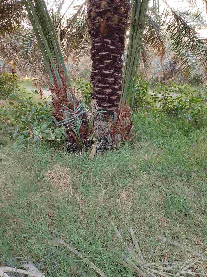 يوجد لدينا جميع انواع أنخيل عربي لتواصل 1