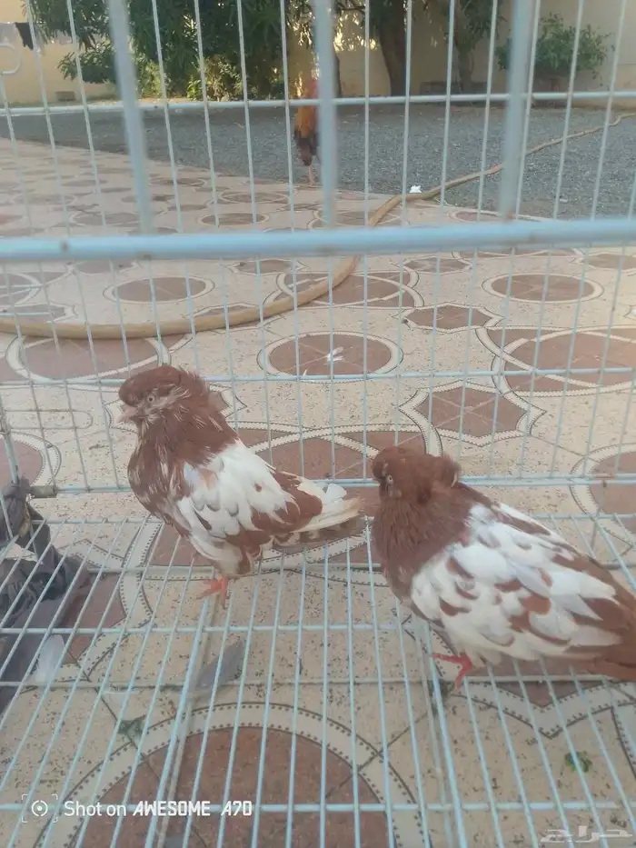 حمام زينه 10