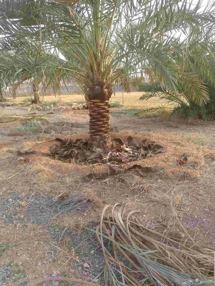 يوجد لدينا عمال نخل 2