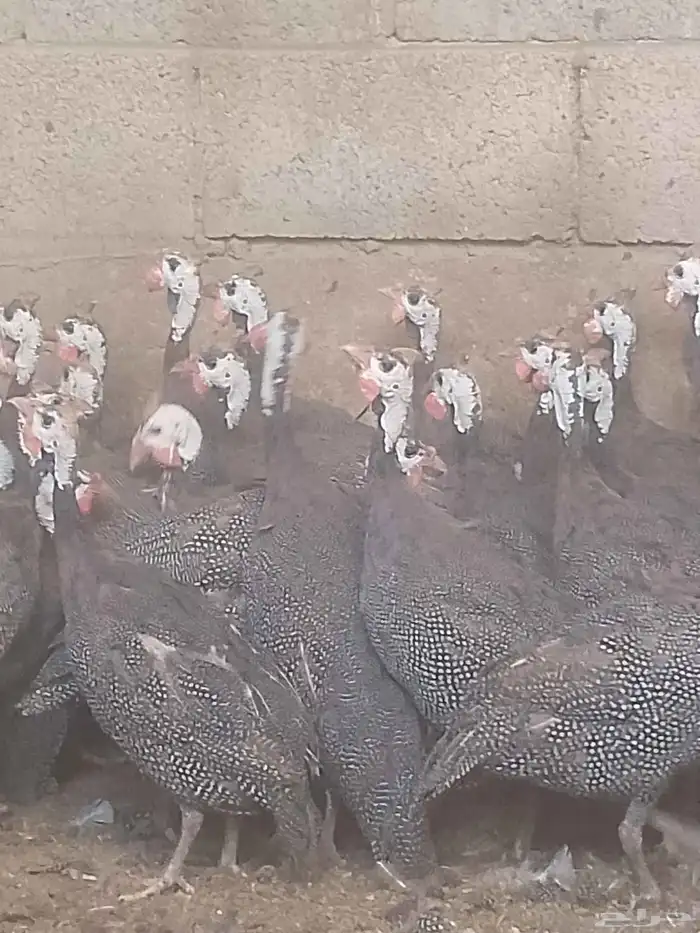 دجاج حبش بياض 2