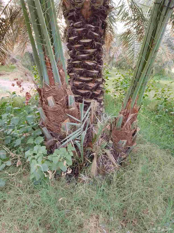 يوجد لدينا جميع انواع أنخيل عربي لتواصل 0