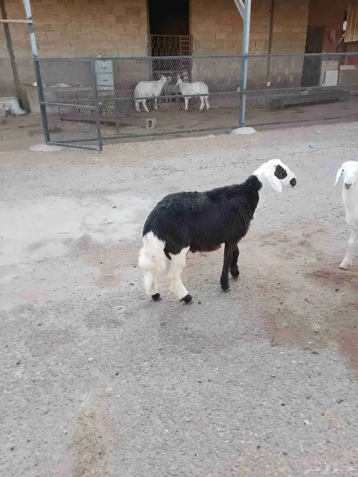 نعرض لكم اليوم خروف ماشاء الله تبارك الله مقفل شحم ولحم 2