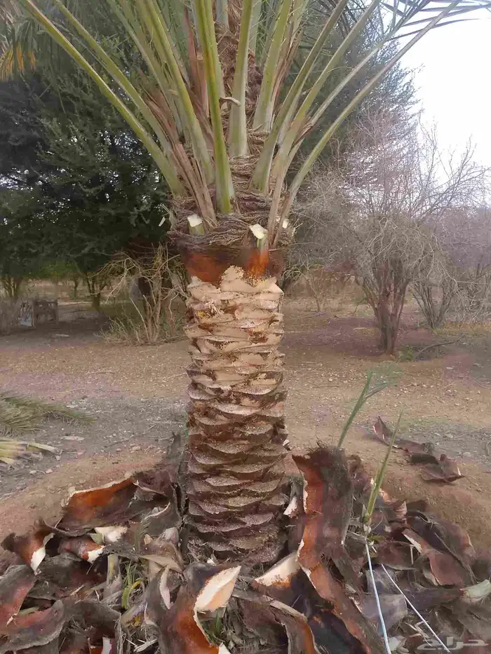 يوجد لدينا عمال نخل 5