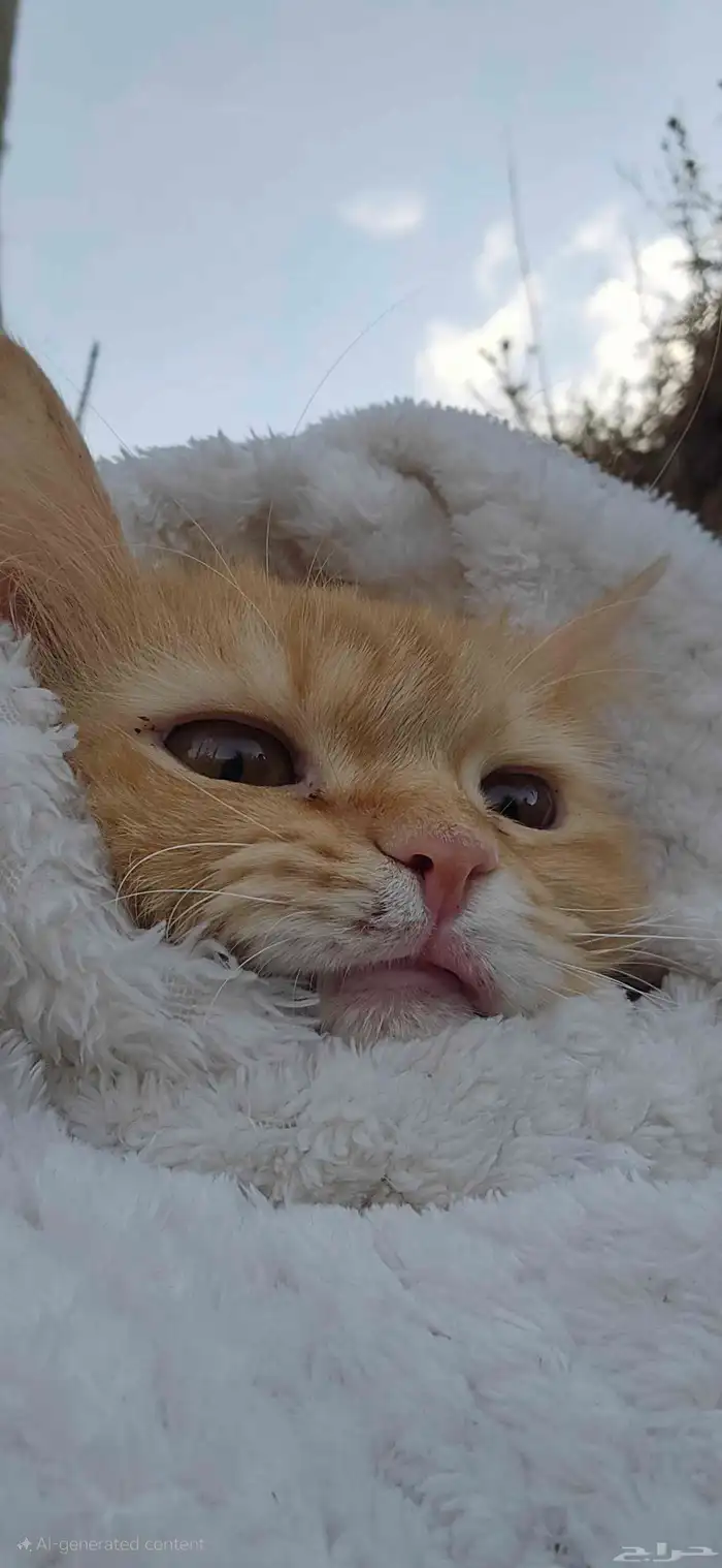 قطه للتبني 0