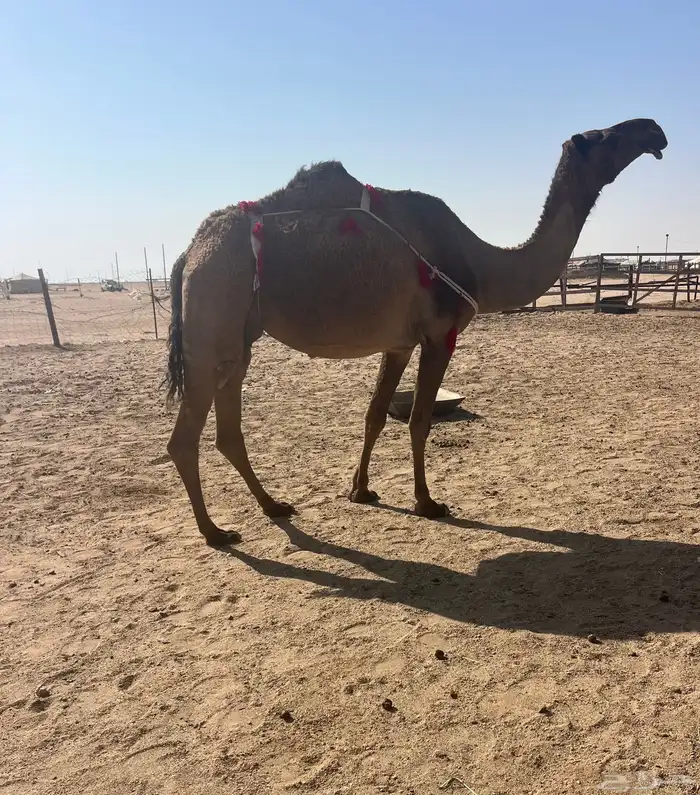 للبيع عشراء صفراء تحتها بكرة 0