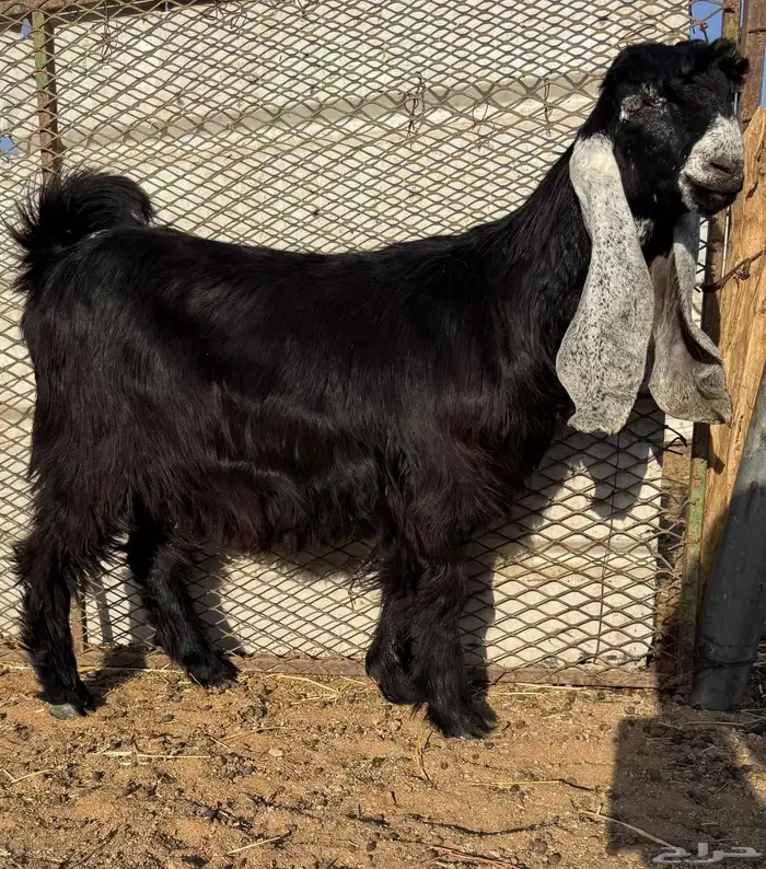 للبيع للبيع جفرات عوارض 0