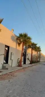 نخل واشنطني وشنطن واشنطوانيا زينه للبيع 2