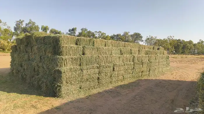 برسيم صافي و ذرة جيزانية 0