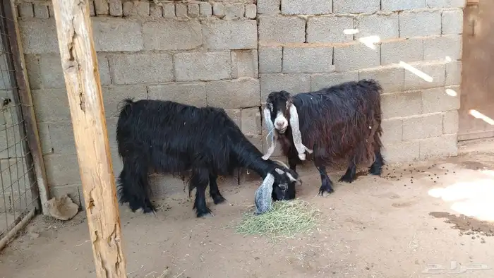 معزا عوارض للبيع 4