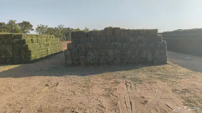 برسيم صافي و ذرة جيزانية 3