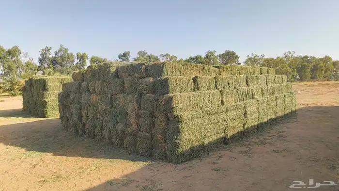 برسيم صافي و ذرة جيزانية 1