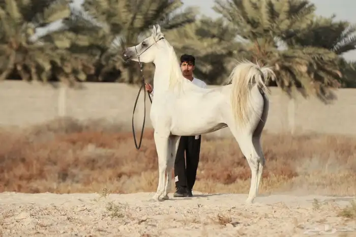 خيل بيور مصري (أوراق) 7
